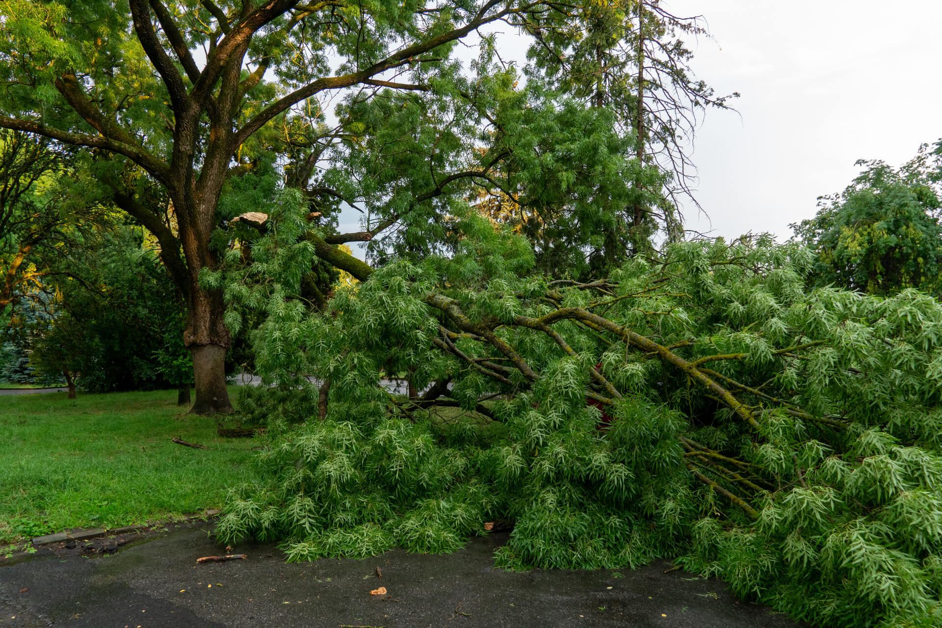 Who Pays If a Tree Falls on Your Car — and It Wasn’t Your Tree?